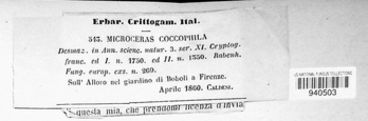 Microcera coccophila image